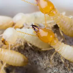 termites kualalumpur Rapidkill Pest Control (KL) Sdn Bhd (HQ)