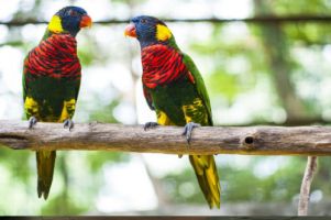 lovebirds kualalumpur Taman Burung Kuala Lumpur