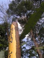 mountain campsites in kualalumpur Sungai Congkak Recreational Forest