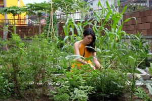 edible garden