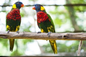 terrace enclosures kualalumpur Taman Burung Kuala Lumpur