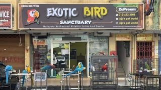 parrot shops in kualalumpur JOJOS PET WORLD (Bird shop Sri Rampai)