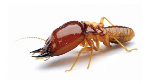 pest control companies kualalumpur Kilstant White Ants