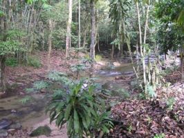 mountain campsites in kualalumpur Sungai Congkak Recreational Forest