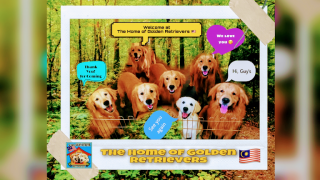places to buy a golden retriever in kualalumpur The Home Of Golden Retrievers Malaysia