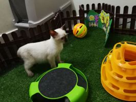 dog hotels kualalumpur Kitty Hotel: Cat Boarding and Grooming