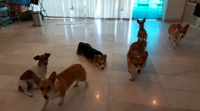 dog day care kualalumpur PamperPup Pet Home-Boarding & Day Care