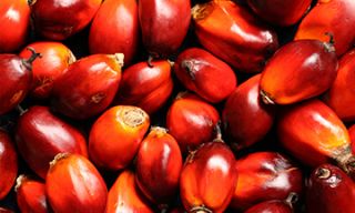 plots kualalumpur Plots Palm Oil Resources