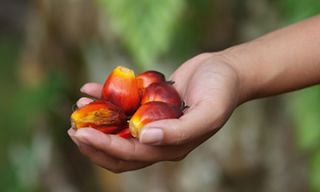 plots kualalumpur Plots Palm Oil Resources