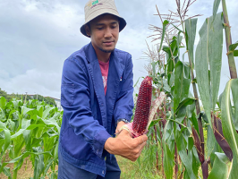 Purple glutinous corn draws buyers’ attention